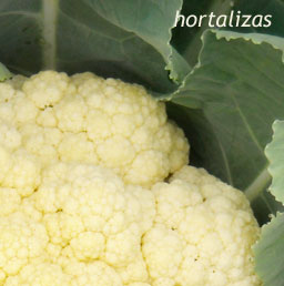 hortalizas2